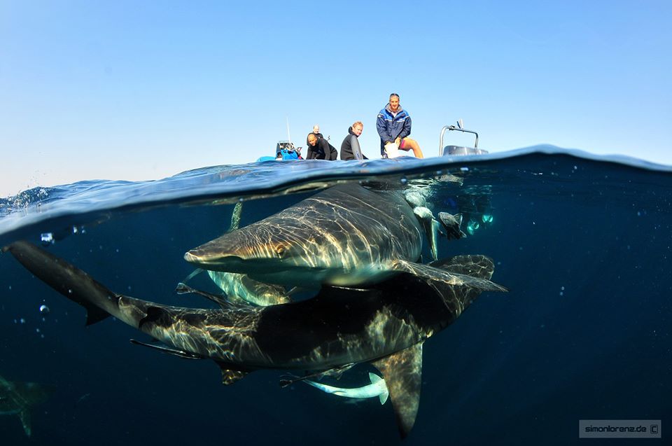 Shark diving Aliwal Shoal